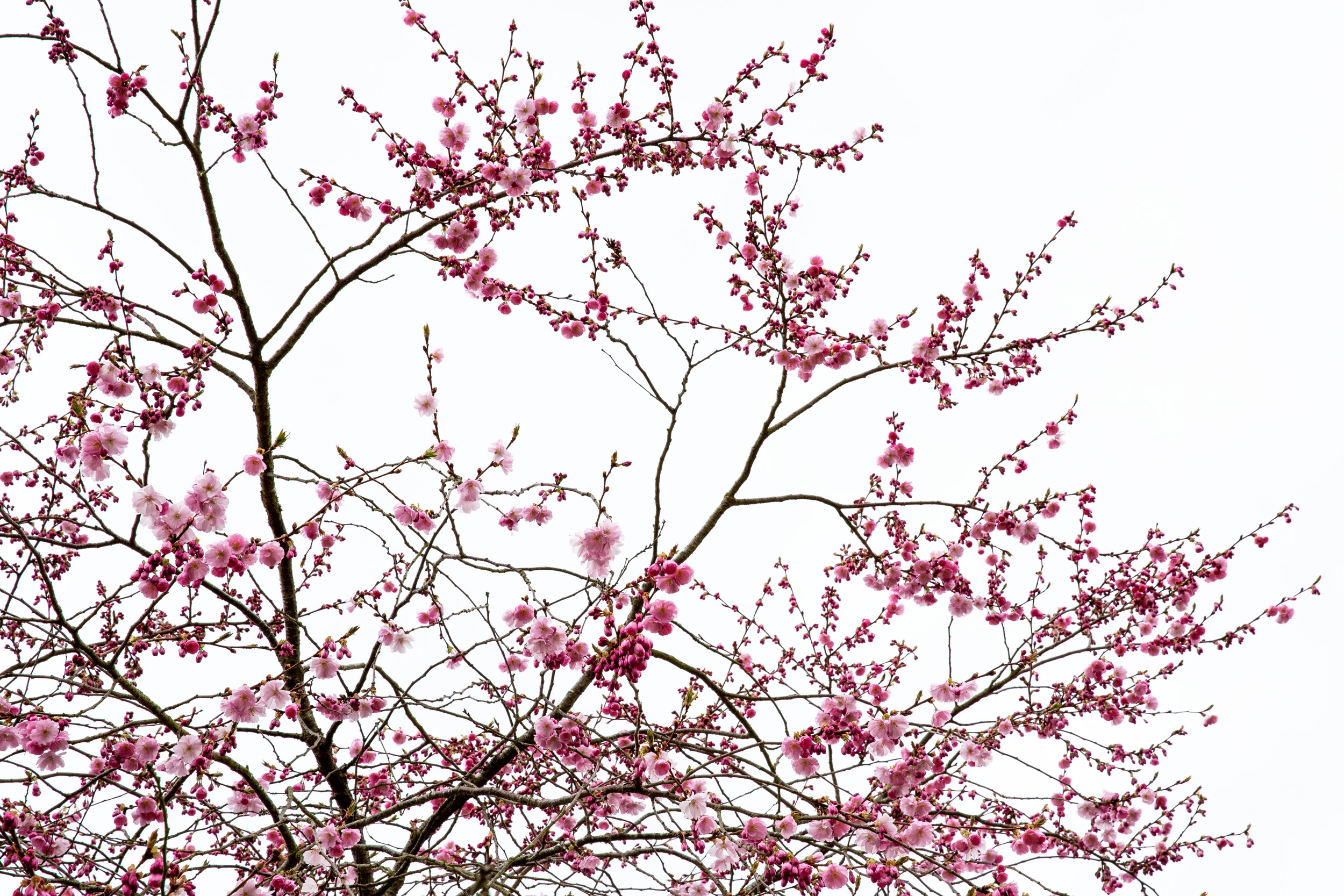 cherry blossom branch pink flowers spring sky Paris travel editorial photography