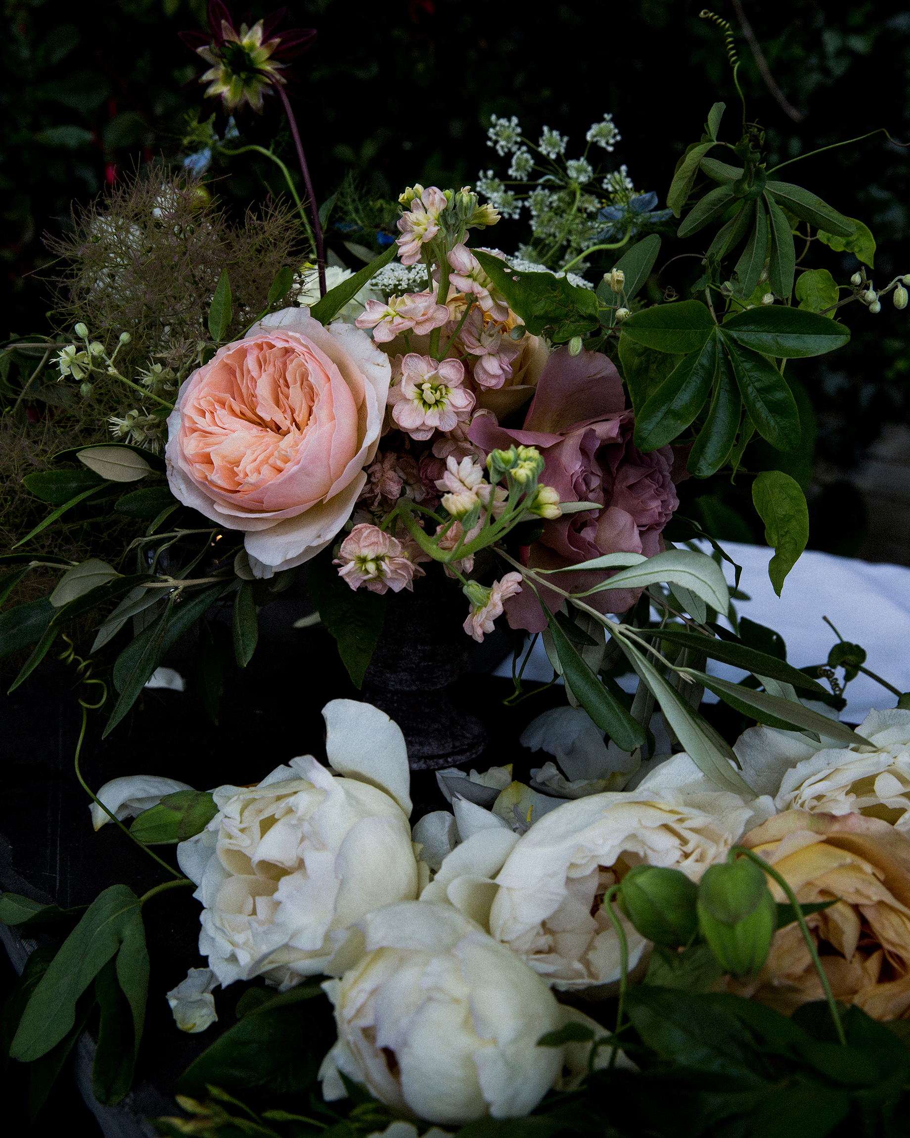 White and pink garden roses with dark foliage, floral detail editorial photography