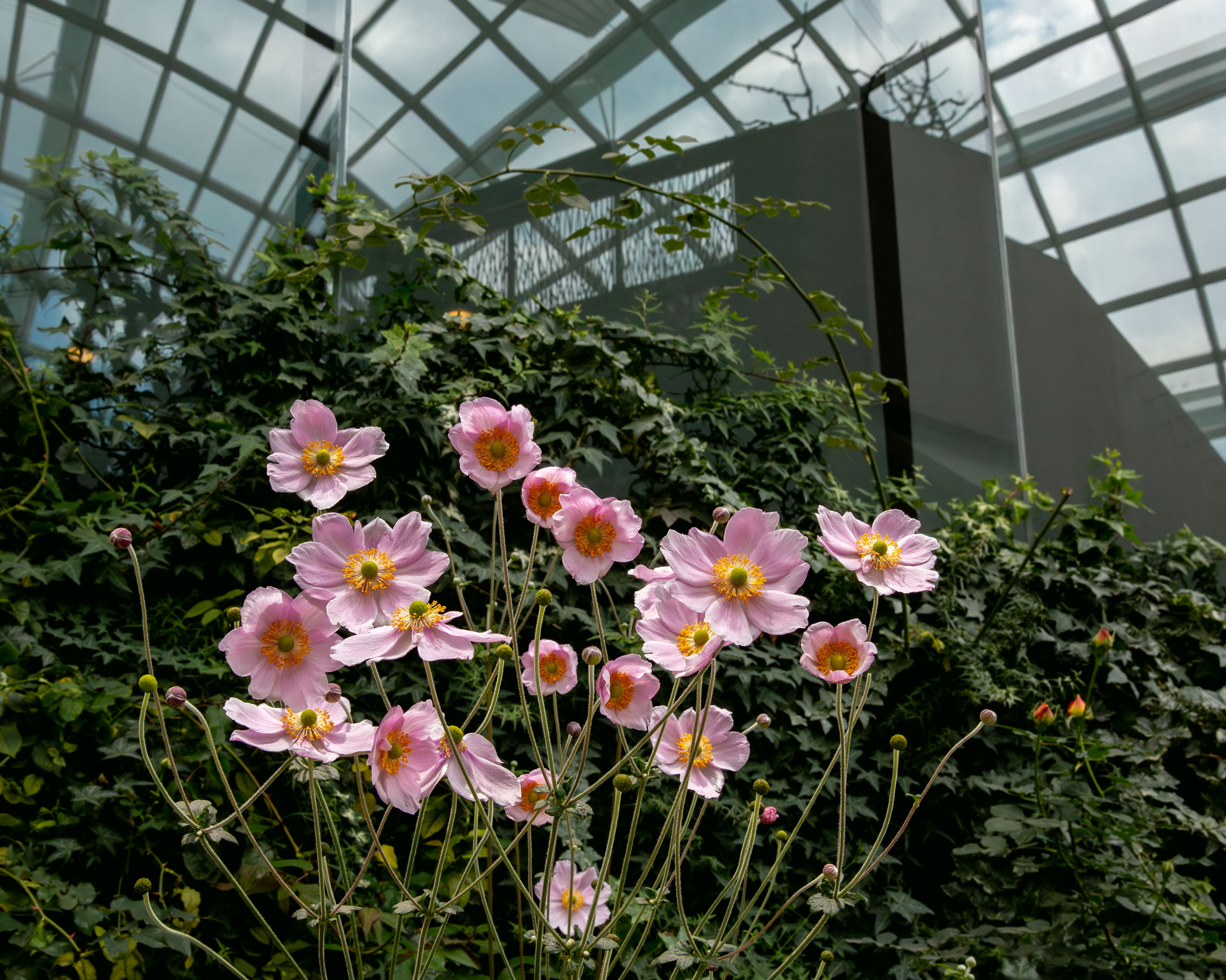 light rays through glass dome lush tropical interior Gardens by the Bay Singapore travel editorial photography