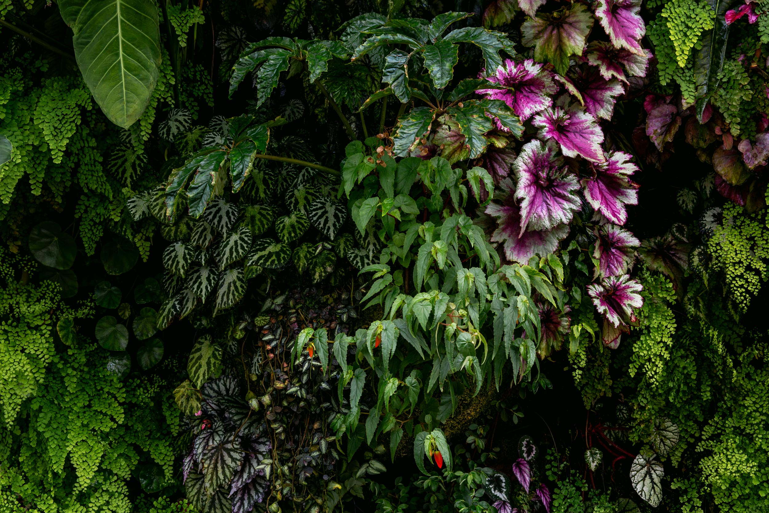 vibrant pink red flowering plants tropical interior Gardens by the Bay Singapore travel editorial photography