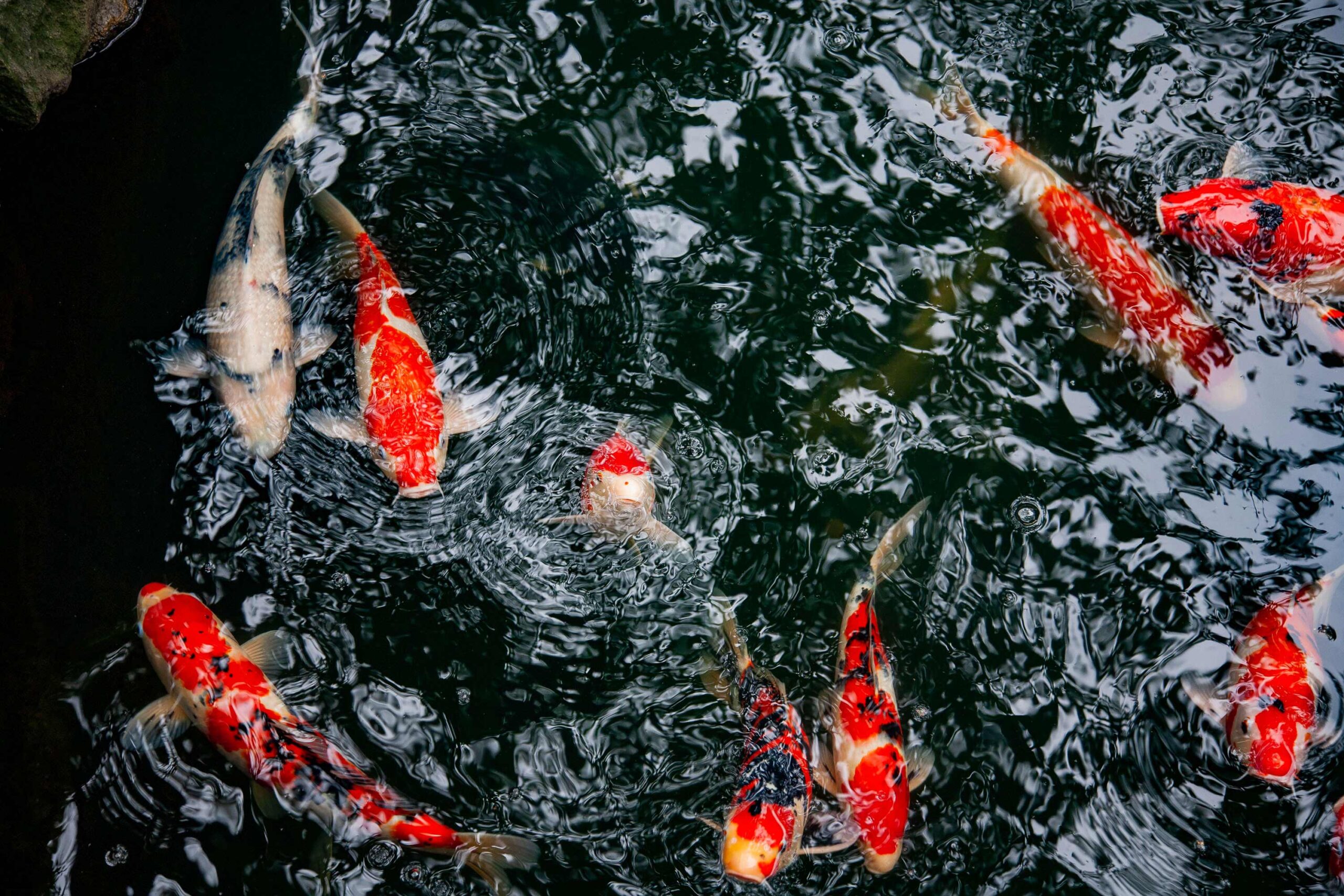 Koi fish swimming in dark water viewed from above, nature detail editorial photography