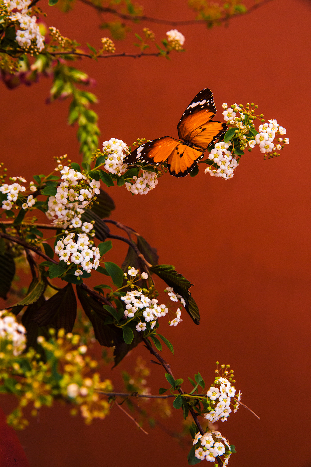 Monarch butterfly on white flowers against terracotta wall, editorial nature photography