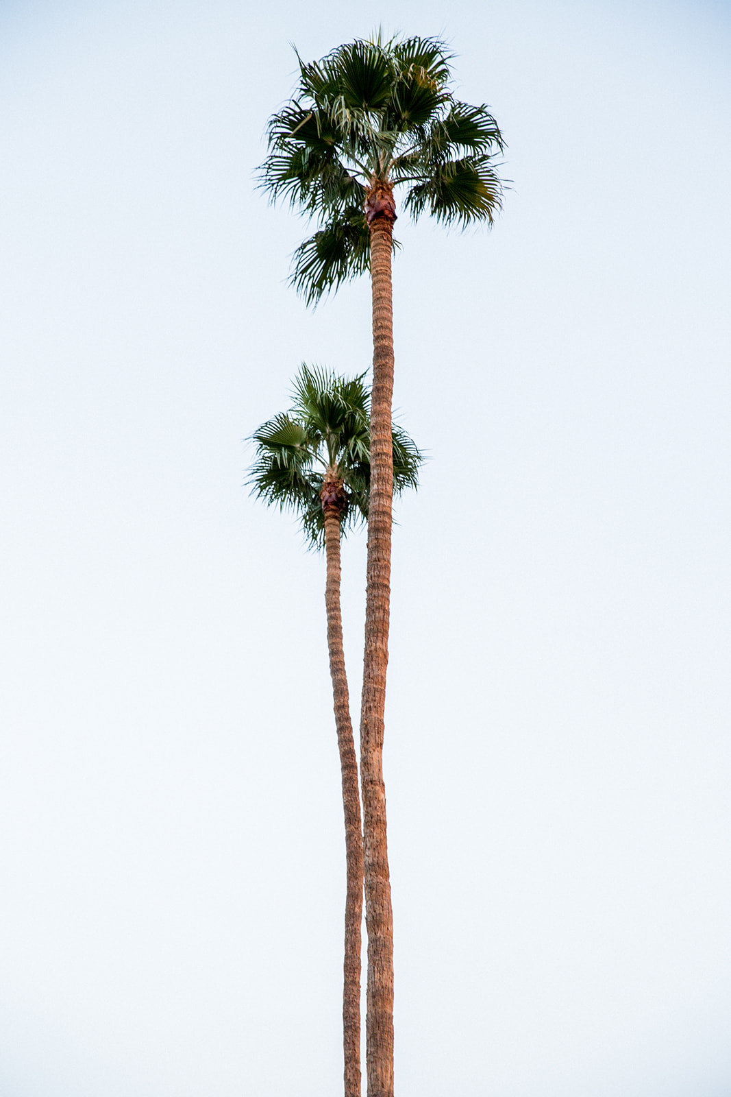 Two tall palm trees against pale blue sky, Los Angeles lifestyle photography