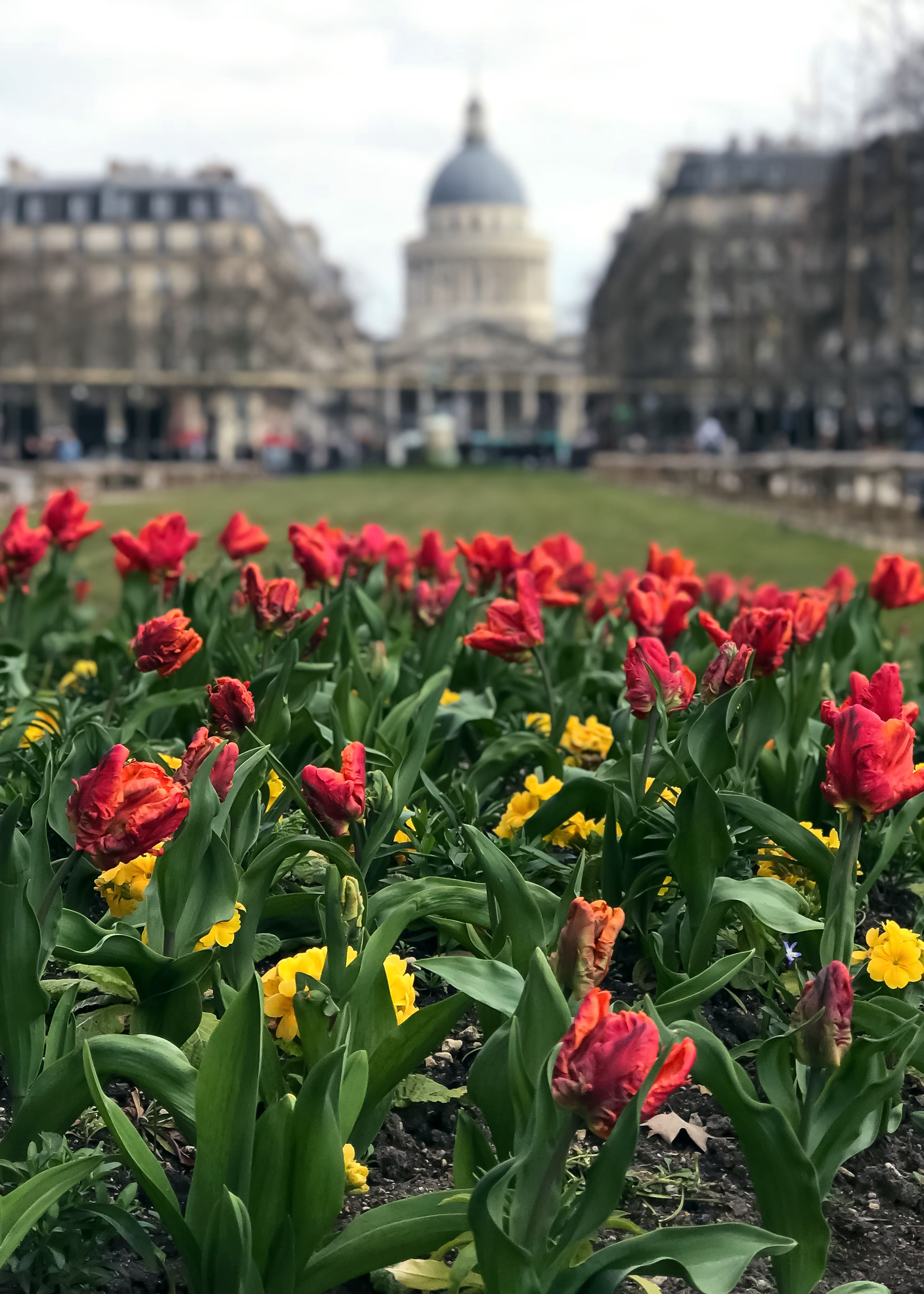 red yellow tulips garden Panthéon Paris spring travel lifestyle editorial photography