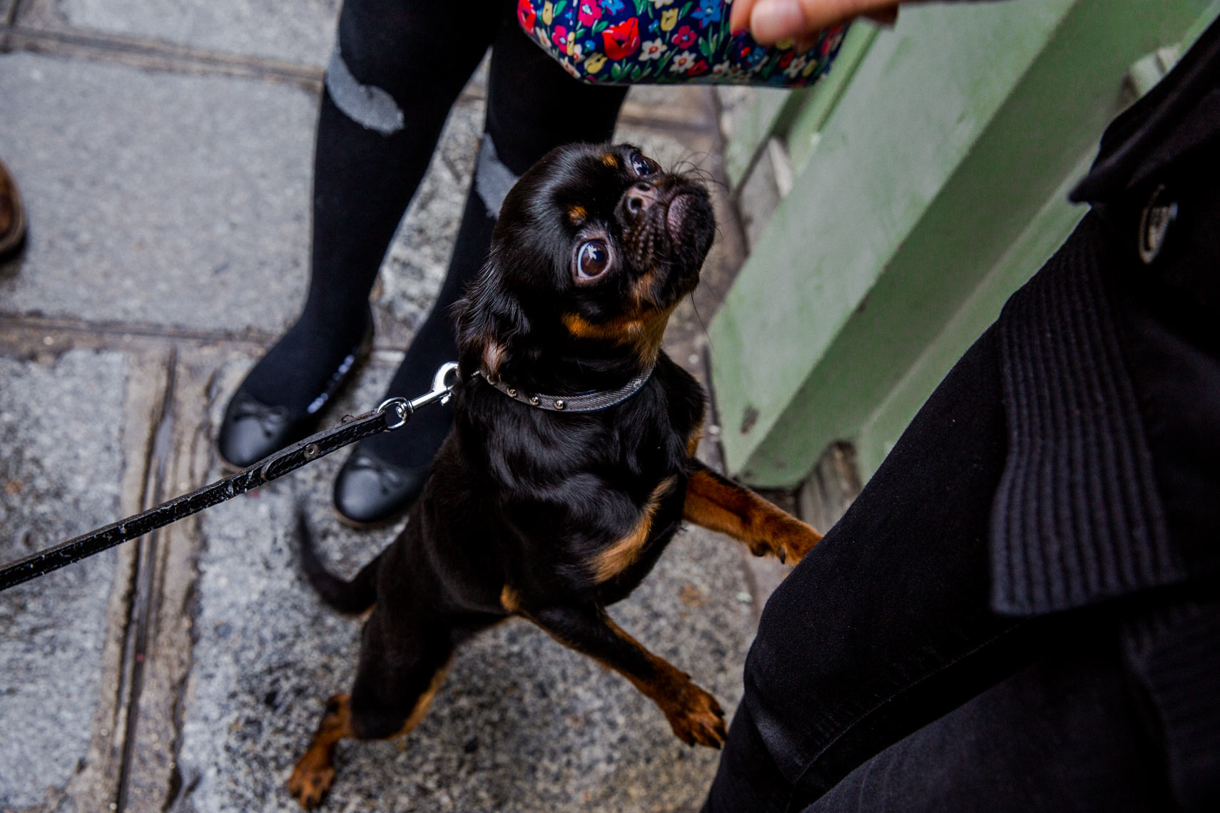 small black dog cobblestone street Paris France travel lifestyle editorial photography